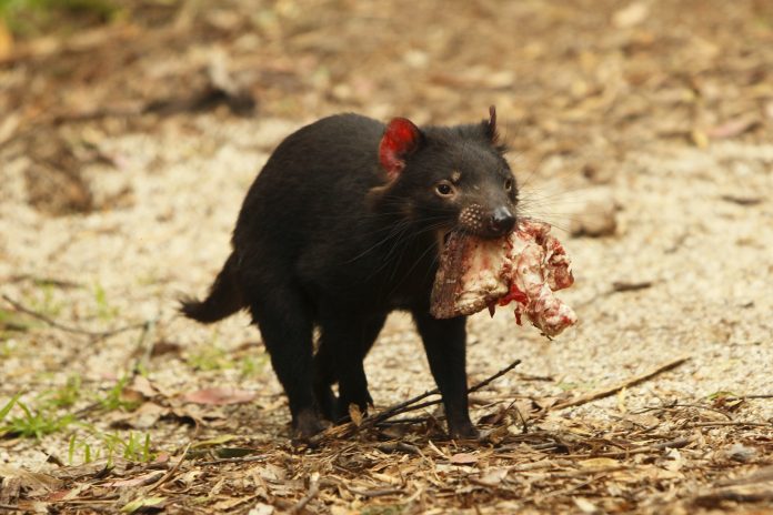 Tasmanian Devil