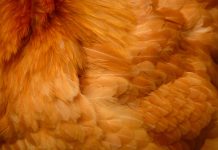 Biology: Close up of different chicken feathers.