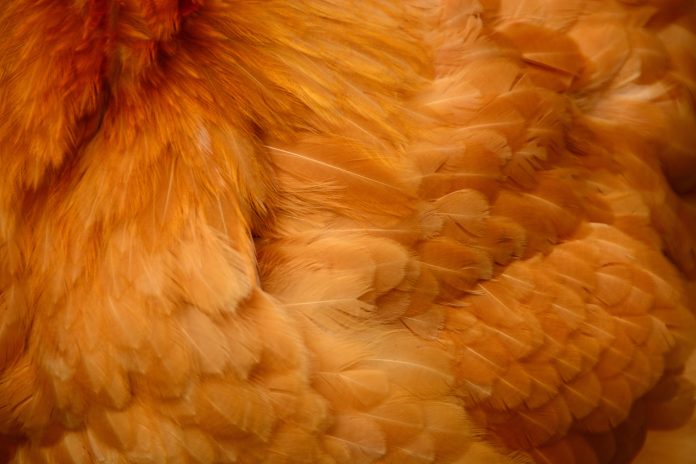 Biology: Close up of different chicken feathers.