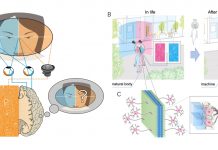 Figure 1. A) A test for AI consciousness B) Integrating AI and biological hemispheres with C) a radically new brain-machine-interface that reads and writes from the surface of dissected axonal bundle (e.g., corpus callosum)