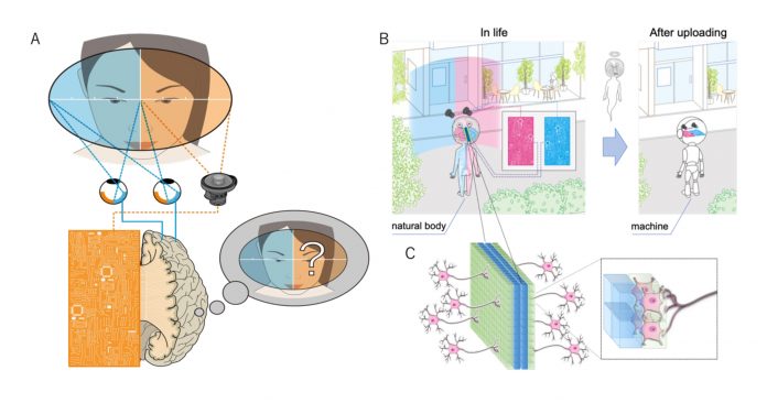 Figure 1. A) A test for AI consciousness B) Integrating AI and biological hemispheres with C) a radically new brain-machine-interface that reads and writes from the surface of dissected axonal bundle (e.g., corpus callosum)