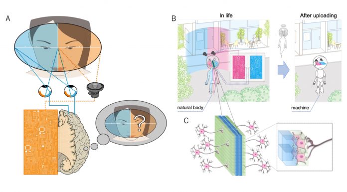 Figure 1. A) A test for AI consciousness B) Integrating AI and biological hemispheres with C) a radically new brain-machine-interface that reads and writes from the surface of dissected axonal bundle (e.g., corpus callosum)