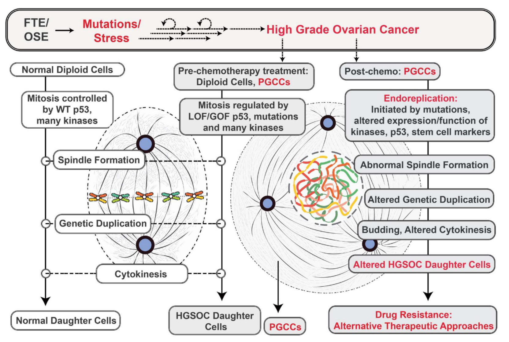 Figure 2: Ovarian cancer can develop from fallopian tube epithelial (FTE) and ovarian surface epithelial (OSE) cells in response to gene mutations including those of the tumor protein 53, commonly known as p53, a factor that regulates DNA repair and has been called the guardian of the genome. P53 is mutated in over 99% of all ovarian cancer and includes both loss of function (LOF) or gain of function (GOF) mutations (1).