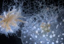 A Hydractinia (type of marine invertebrate) colony rejecting another because they are genetically unrelated