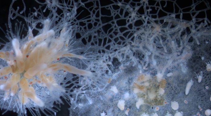 A Hydractinia (type of marine invertebrate) colony rejecting another because they are genetically unrelated