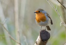 Robin on branch