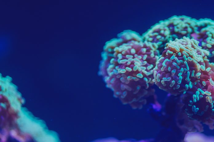 Beautiful Live Corals