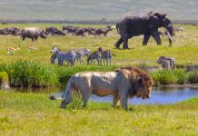 Elephant and lions in wild with river in-between