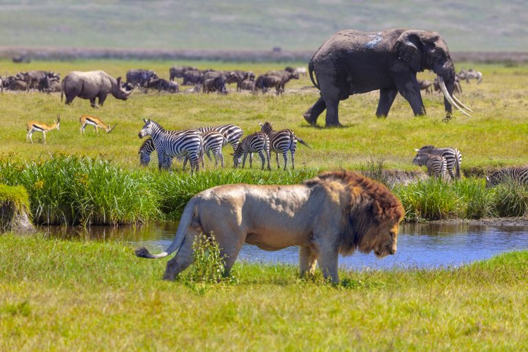 Elephant and lions in wild with river in-between