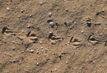 foot prints of birds in the sand on a sunny beach, natural summer textures and patterns, peaceful beach atmosphere