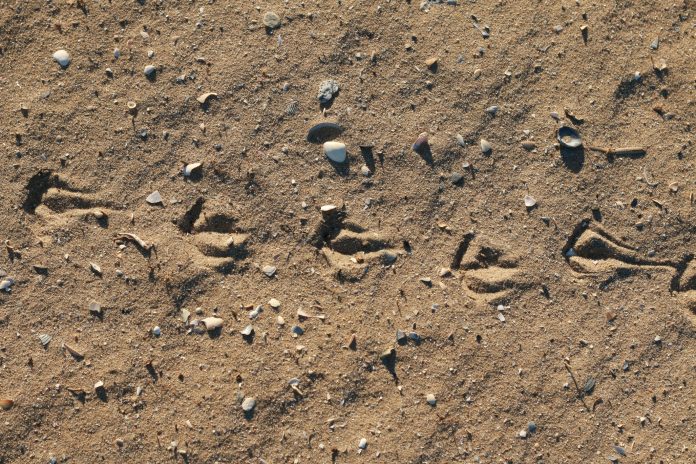 foot prints of birds in the sand on a sunny beach, natural summer textures and patterns, peaceful beach atmosphere