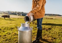 Female Farmer pouring raw milk into container