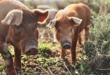 two little pigs in a field walking