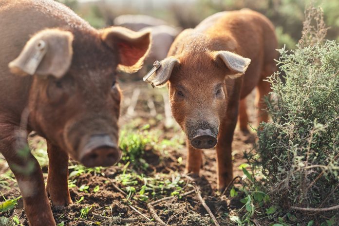two little pigs in a field walking