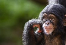 Baby Chimpanzee