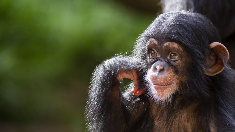 Baby Chimpanzee