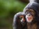 Baby Chimpanzee