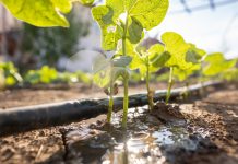 Green pepper seedling drip irrigation system with sunlight