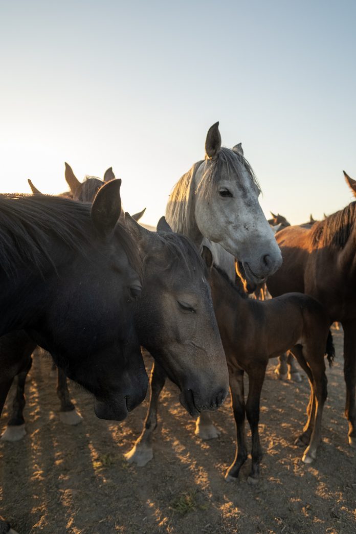 Wild horses stock