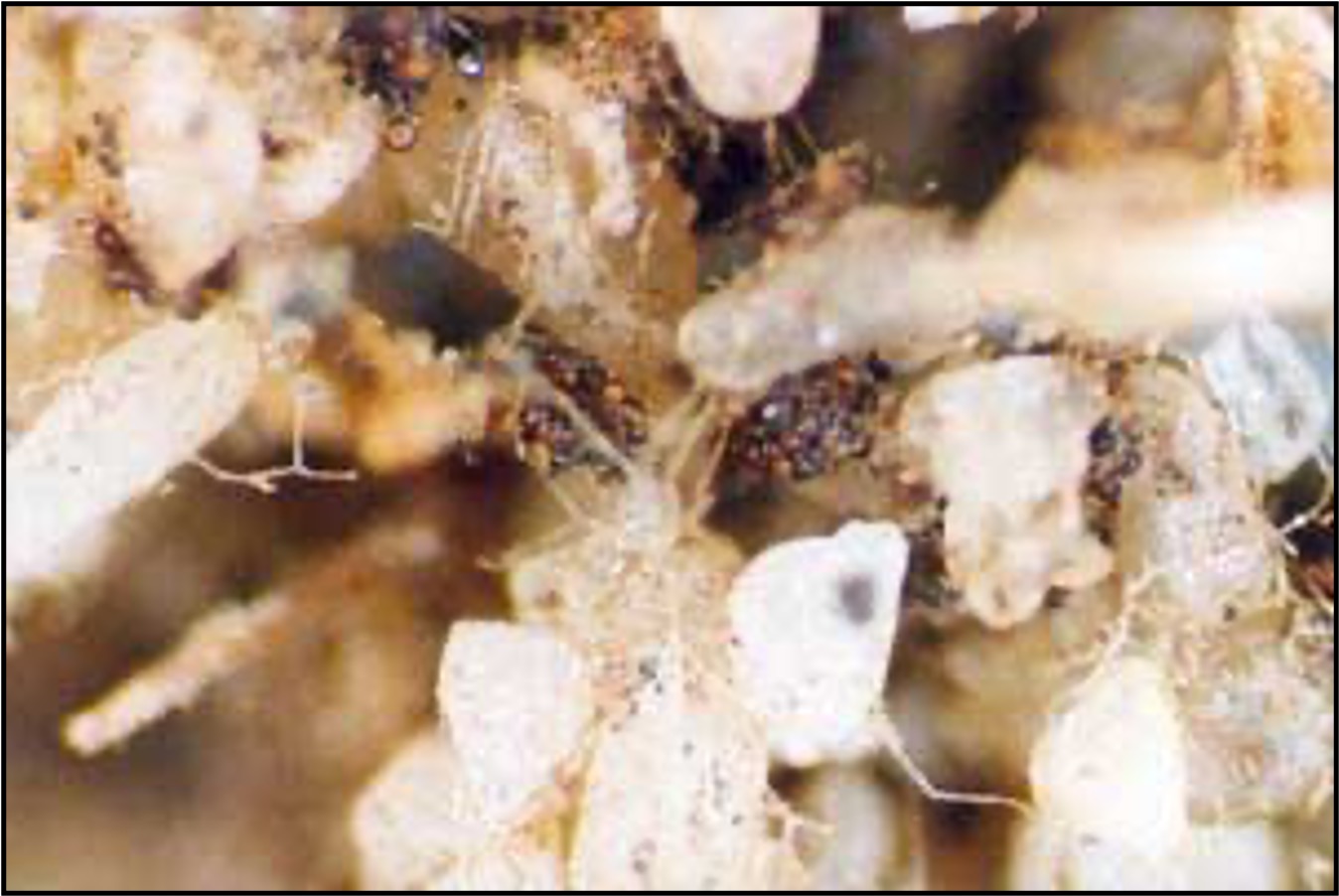Soil particles, roots, and hyphae of mycorrhizal fungi