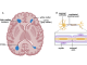 Fig. 1 White matter hyperintensities (illustrated in blue) in a representative image of the human brain (A) are primarily found near ventricles. The neuronal cell bodies are found mainly in the cortex (gray matter) and myelinated neuronal axons in the white matter (B). Figure created using BioRender.