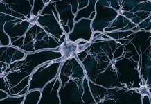 Neural cells network on a dark background - 3d rendered image of the neural cell network image on a black background. Glowing synapse. Displaying neurons and the neural network. Electrical impulses in neural networks.