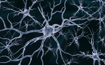 Neural cells network on a dark background - 3d rendered image of the neural cell network image on a black background. Glowing synapse. Displaying neurons and the neural network. Electrical impulses in neural networks.