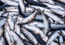 Fishing industry: huge catch of herring fish on the boat out in North Sea