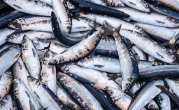 Fishing industry: huge catch of herring fish on the boat out in North Sea