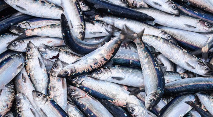 Fishing industry: huge catch of herring fish on the boat out in North Sea