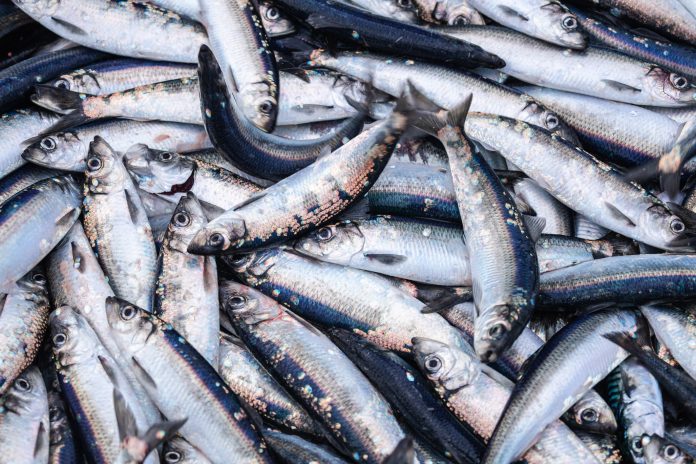 Fishing industry: huge catch of herring fish on the boat out in North Sea