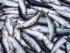 Fishing industry: huge catch of herring fish on the boat out in North Sea