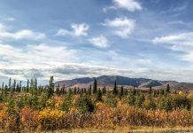 Alaska offers many stunning views during the season’s change. As the seasons change from Summer to Fall, the leaves transform into a stunning display of Fall colors. Interior Alaska offers unique and stunning views for all to enjoy.