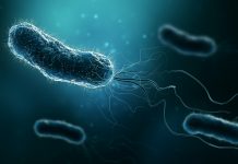Group of bacteria such as Escherichia coli, Helicobacter pylori or salmonella 3D rendering illustration on blue background. Microbiology, medical, bacteriology, biology, science, healthcare, medicine, infection concepts.