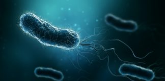 Group of bacteria such as Escherichia coli, Helicobacter pylori or salmonella 3D rendering illustration on blue background. Microbiology, medical, bacteriology, biology, science, healthcare, medicine, infection concepts.