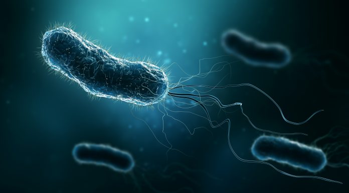 Group of bacteria such as Escherichia coli, Helicobacter pylori or salmonella 3D rendering illustration on blue background. Microbiology, medical, bacteriology, biology, science, healthcare, medicine, infection concepts.