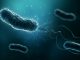 Group of bacteria such as Escherichia coli, Helicobacter pylori or salmonella 3D rendering illustration on blue background. Microbiology, medical, bacteriology, biology, science, healthcare, medicine, infection concepts.