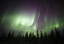 Aurora Borealis over a forest in Swedish Lapland.