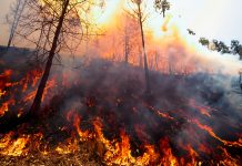 The fire spreading in a forest