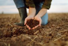 A young woman farmer holds black soil in her hand on an agricultural field. Close-up of hands with soil, quality check. Fertility concept, scaling.