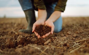 A young woman farmer holds black soil in her hand on an agricultural field. Close-up of hands with soil, quality check. Fertility concept, scaling.