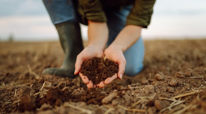 A young woman farmer holds black soil in her hand on an agricultural field. Close-up of hands with soil, quality check. Fertility concept, scaling.