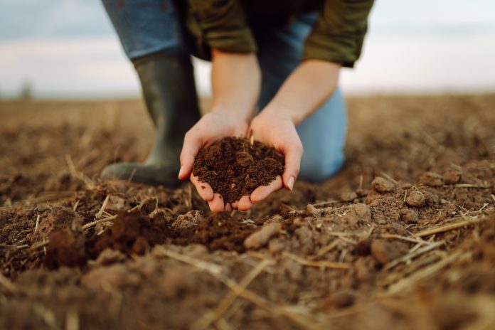 A young woman farmer holds black soil in her hand on an agricultural field. Close-up of hands with soil, quality check. Fertility concept, scaling.