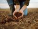 A young woman farmer holds black soil in her hand on an agricultural field. Close-up of hands with soil, quality check. Fertility concept, scaling.