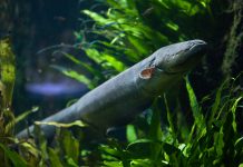 Electric eel (Electrophorus electricus). Freshwater fish.