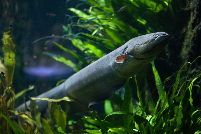 Electric eel (Electrophorus electricus). Freshwater fish.