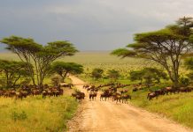 Serengeti plains Tanzania Africa wildebeest migration animals wildlife safari trees road grass