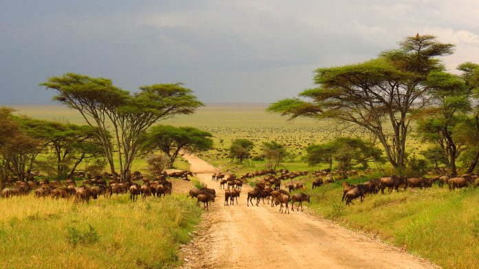 Serengeti plains Tanzania Africa wildebeest migration animals wildlife safari trees road grass