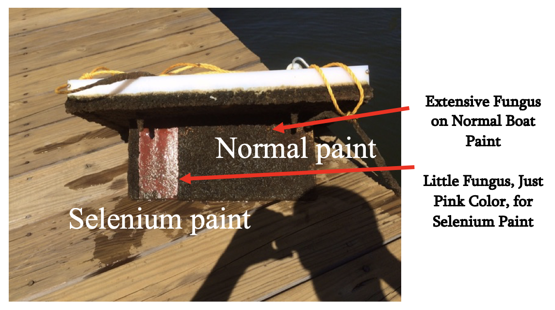 Figure 2: Boat panels coated with selenium nanoparticles that reduced fungus formation when placed in river water. SynCell is commercializing such research.