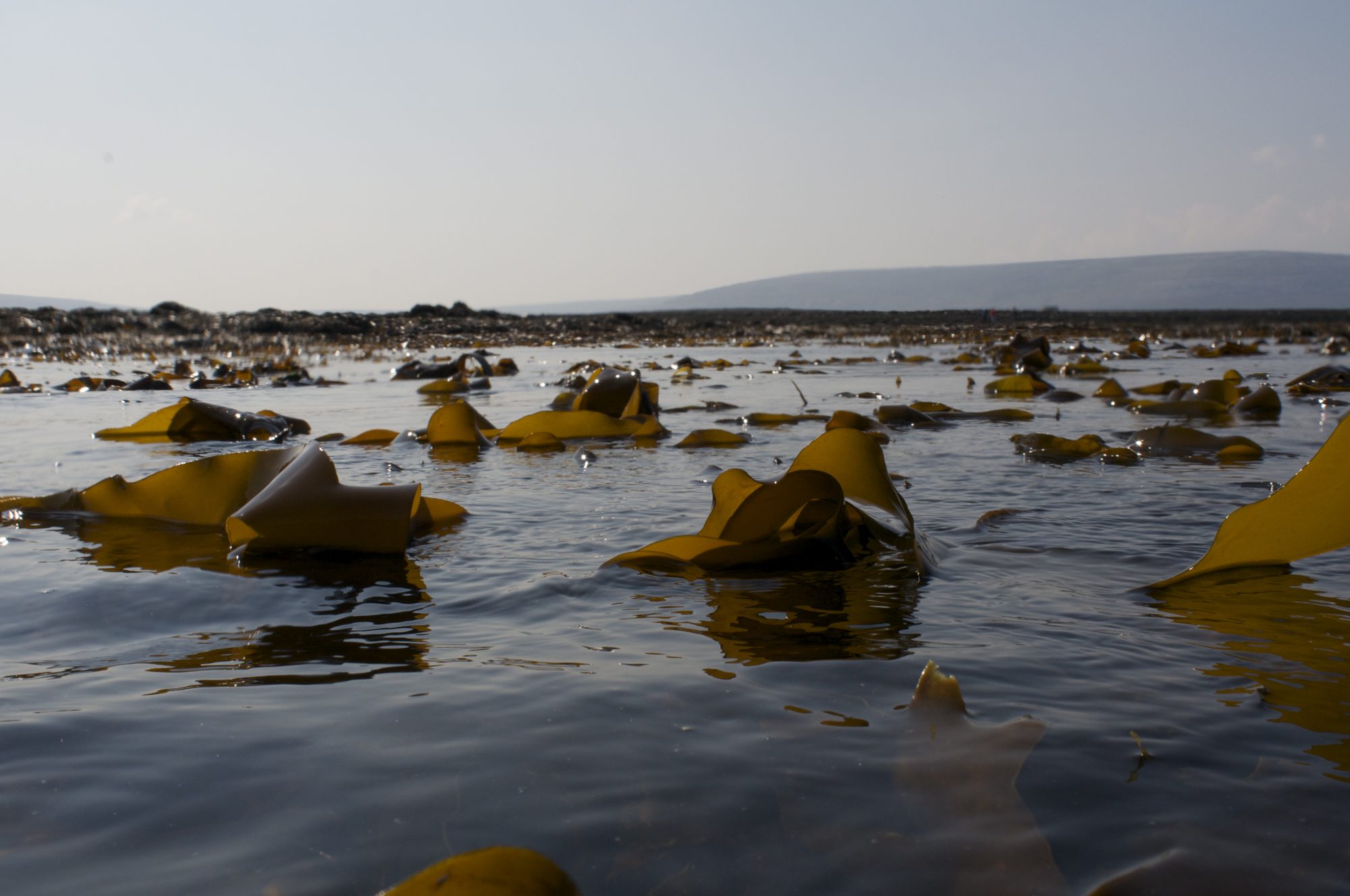 Image: © Benoit Queguineur, Algaia